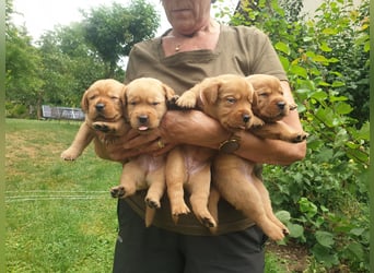 Labrador Welpen Foxred Showlinie