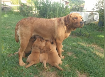 Labrador Welpen Foxred Showlinie