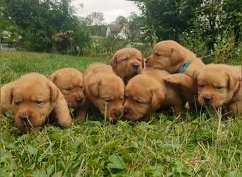 Labrador Welpen Foxred Showlinie