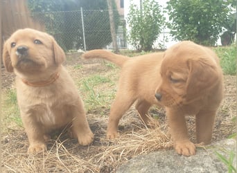 Labrador Welpen Foxred Showlinie