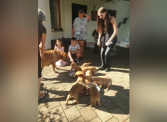 Labrador Welpen Foxred Showlinie