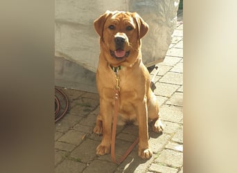 Labrador Welpen Foxred Showlinie