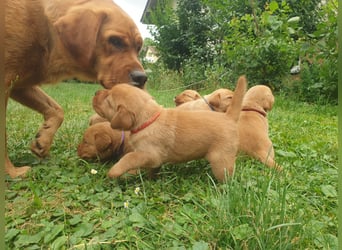 Labrador Welpen Foxred Showlinie