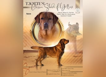 Labrador Welpen Foxred Showlinie