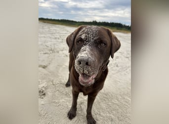 Wurfankündigung Frühjahr 2026 braune Labradorwelpen