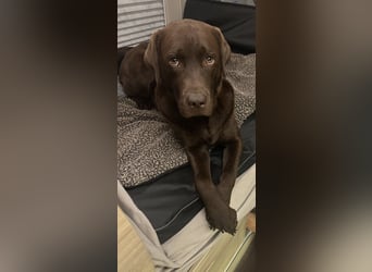 Wurfankündigung Frühjahr 2026 braune Labradorwelpen