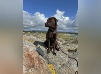 Wurfankündigung Frühjahr 2026 braune Labradorwelpen