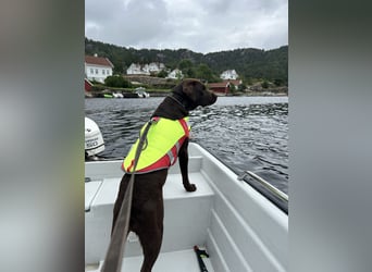 Wurfankündigung Frühjahr 2026 braune Labradorwelpen