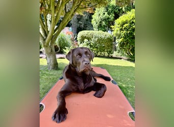 Wurfankündigung Frühjahr 2026 braune Labradorwelpen