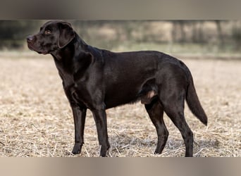 Wurfankündigung Frühjahr 2026 braune Labradorwelpen