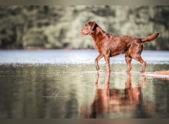 Wurfankündigung Frühjahr 2026 braune Labradorwelpen