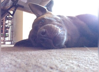 Wurfankündigung Frühjahr 2026 braune Labradorwelpen