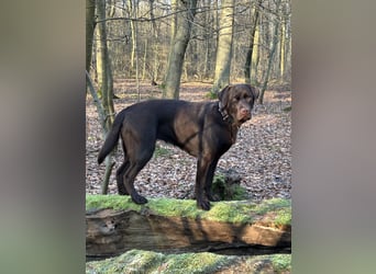 Wurfankündigung Frühjahr 2026 braune Labradorwelpen