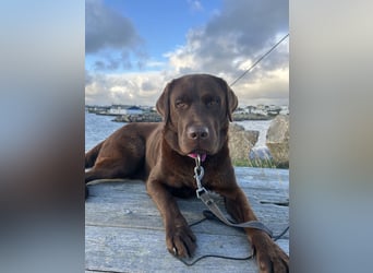 Wurfankündigung Frühjahr 2026 braune Labradorwelpen