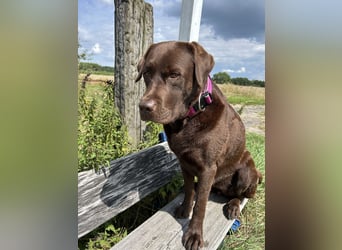 Wurfankündigung Frühjahr 2026 braune Labradorwelpen