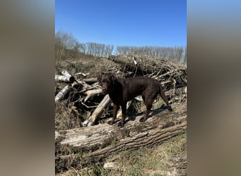 Wurfankündigung Frühjahr 2026 braune Labradorwelpen