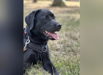 Gelbe und schwarze Labradorwelpen aus LCD / VDH kontrollierter Zucht mit Ahnentafeln und Wurfabnahme