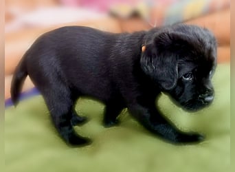 Schwarze Labrador Hündin verfügbar / Welpen aus LCD/VDH-Zucht (Erfurt)