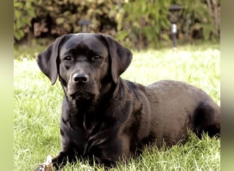 Gelbe und schwarze Labradorwelpen aus LCD / VDH kontrollierter Zucht mit Ahnentafeln und Wurfabnahme