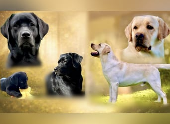 Gelbe und schwarze Labradorwelpen aus LCD / VDH kontrollierter Zucht mit Ahnentafeln und Wurfabnahme