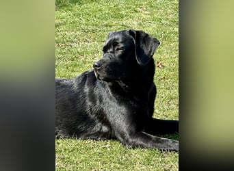 Gelbe und schwarze Labradorwelpen aus LCD / VDH kontrollierter Zucht mit Ahnentafeln und Wurfabnahme