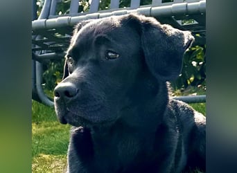 Gelbe und schwarze Labradorwelpen aus LCD / VDH kontrollierter Zucht mit Ahnentafeln und Wurfabnahme