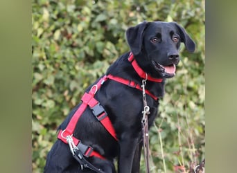 Aktive und unerfahrene Labradorhündin Juna wartet in 56472 Fehl-Ritzhausen.