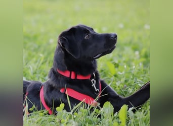 Aktive und unerfahrene Labradorhündin Juna wartet in 56472 Fehl-Ritzhausen.