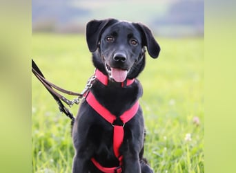 Aktive und unerfahrene Labradorhündin Juna wartet in 56472 Fehl-Ritzhausen.