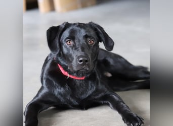 Aktive und unerfahrene Labradorhündin Juna wartet in 56472 Fehl-Ritzhausen.