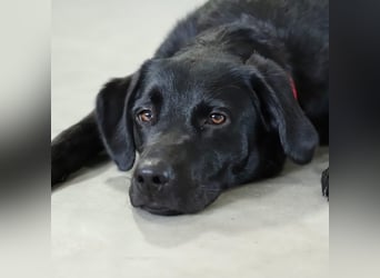 Aktive und unerfahrene Labradorhündin Juna wartet in 56472 Fehl-Ritzhausen.
