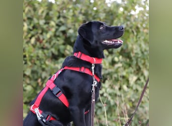 Aktive und unerfahrene Labradorhündin Juna wartet in 56472 Fehl-Ritzhausen.