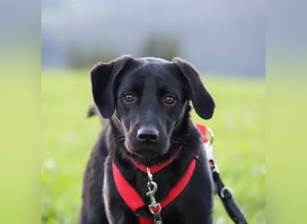 Aktive und unerfahrene Labradorhündin Juna wartet in 56472 Fehl-Ritzhausen.