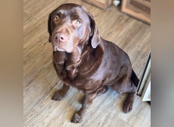 Toffee - kuschelt gerne&sucht Nähe