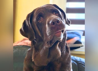 Toffee - kuschelt gerne&sucht Nähe