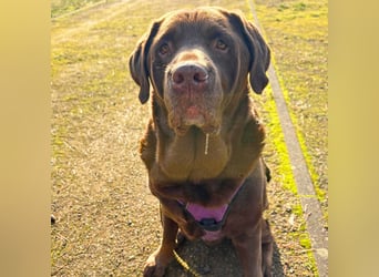 Toffee - kuschelt gerne&sucht Nähe