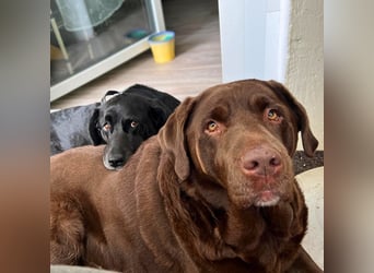 Toffee - kuschelt gerne&sucht Nähe