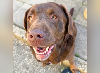 Toffee - kuschelt gerne&sucht Nähe