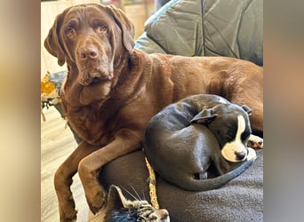 Toffee - kuschelt gerne&sucht Nähe