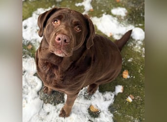 Toffee - kuschelt gerne&sucht Nähe