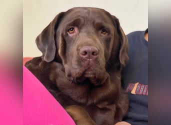 Toffee - kuschelt gerne&sucht Nähe