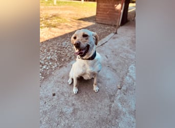 CELESTINE ca. 18 mon. aktive, lebenslustige Labbi-Teenagerin