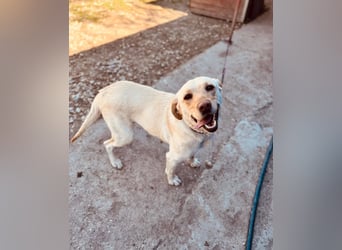 CELESTINE ca. 18 mon. aktive, lebenslustige Labbi-Teenagerin