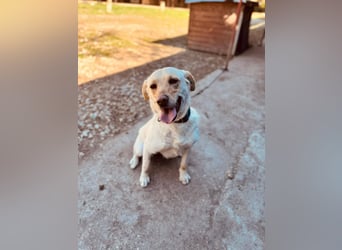 CELESTINE ca. 18 mon. aktive, lebenslustige Labbi-Teenagerin