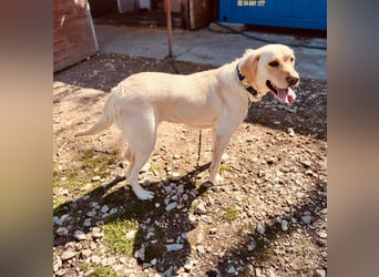 CELESTINE ca. 18 mon. aktive, lebenslustige Labbi-Teenagerin