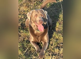 Balu sucht ein neues Zuhause