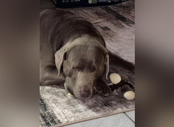Balu sucht ein neues Zuhause
