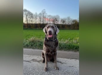 Balu sucht ein neues Zuhause