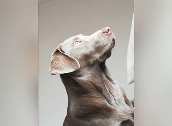 Balu sucht ein neues Zuhause