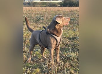 Balu sucht ein neues Zuhause